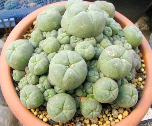 大一被忽悠300元买1盆“多肉”，毕业时一数爆了200个崽，太值了