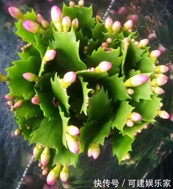 他养蟹爪兰，浇灌2种“肥水”，嗖嗖冒出“钢锯叶”，满盆开花