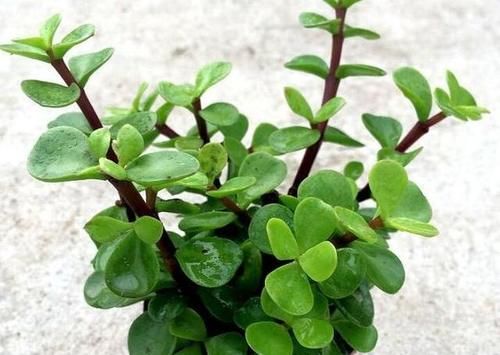 金枝玉叶怎么浇水？需要注意什么？