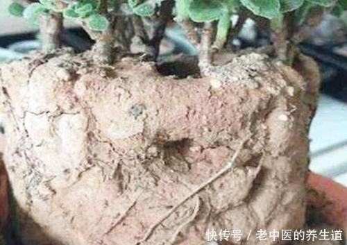 碱性|桔子皮水养花效果好,但有些花不能随便浇!