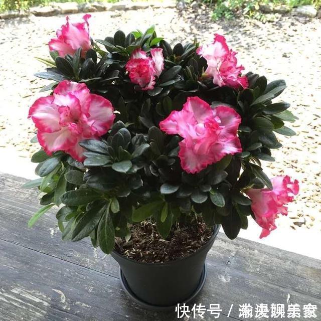 健壮|扦插花卉,必须要用“生根液”错,做好1点,很快就生根!