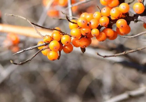 八月瓜|农村野果大全,儿时常吃的味道,吃过15种以上没多少人!