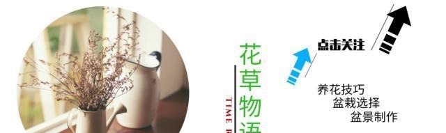 黄杨|云贵大山的“黄杨市场”,是“原则”与艺术的碰撞,你站谁呢!