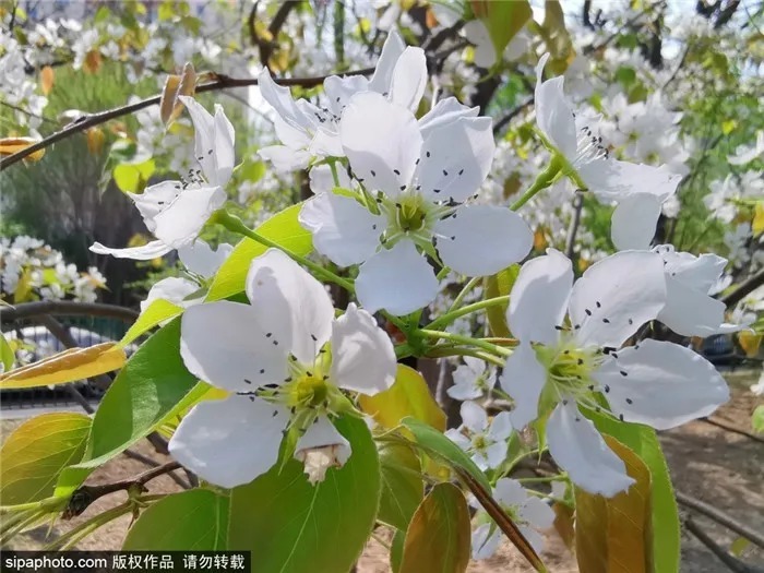 京城赏花！北京这几个地方梨花已开！花期不等人，快快约起来！