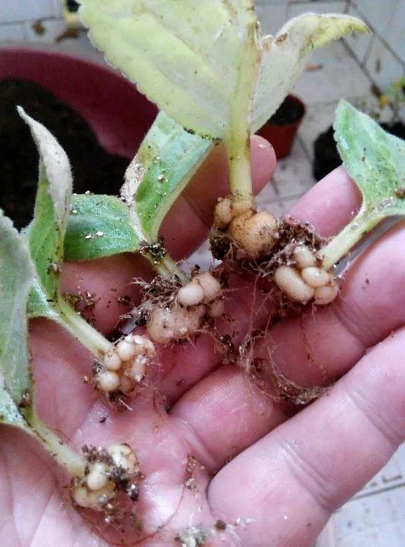 大岩桐|养2种花“吉祥”花,不要掏冤枉钱,1叶子插土里,冒出一圈土豆根