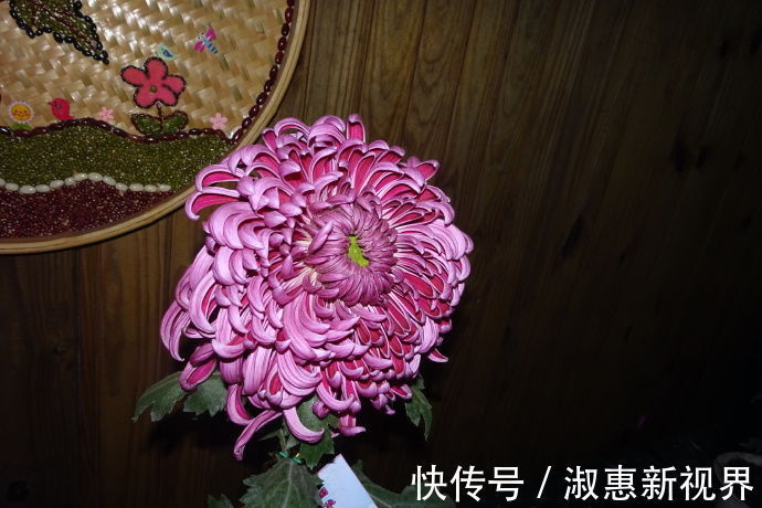 国华开运|喜欢菊花,不如养盆卓越名菊“国华开运”,高贵优雅,寓意极好!