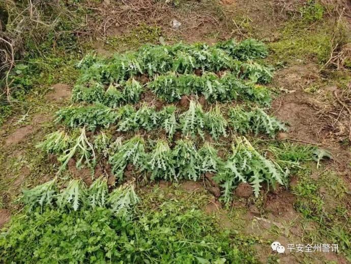 别乱种“菜”了，全州有两人种“菜”1300余株被依法处理