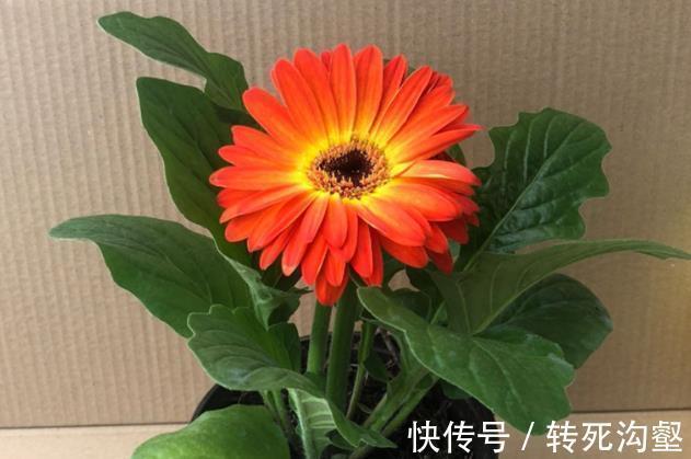 这三种花是秋冬开花王，娇艳漂亮花期又长，理想的居家盆栽