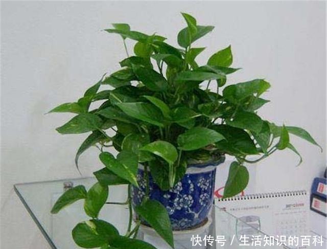想让绿萝长爆盆别再用啤酒了,新方法高效又安全!