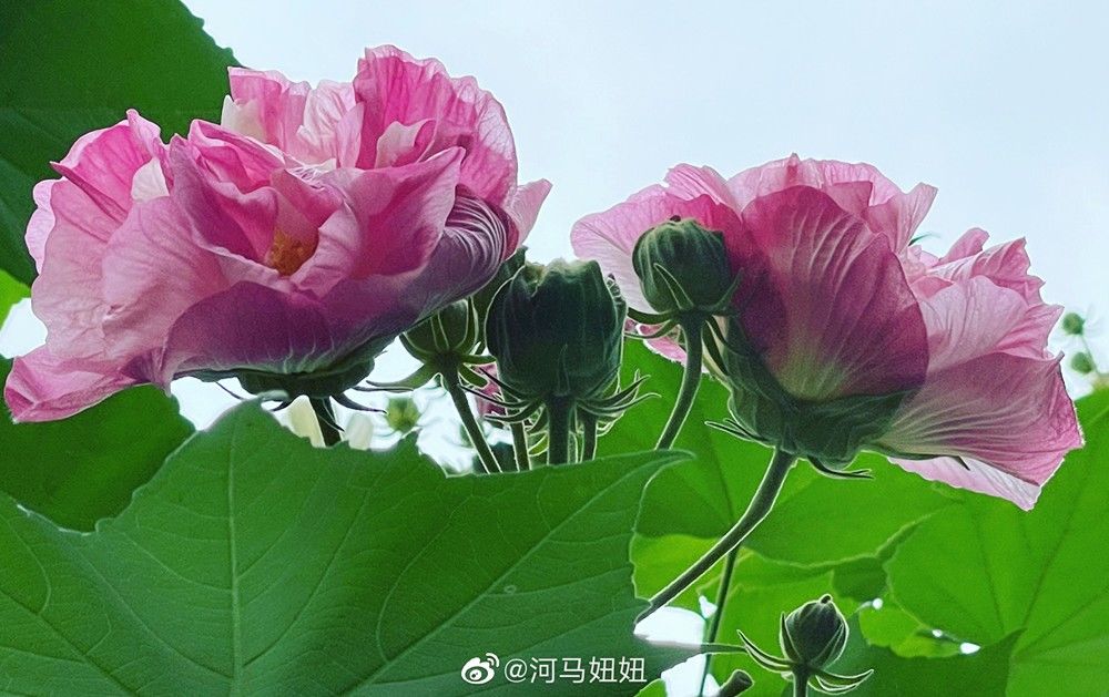 天府芙蓉园|C位出道！成都50000株芙蓉花开了