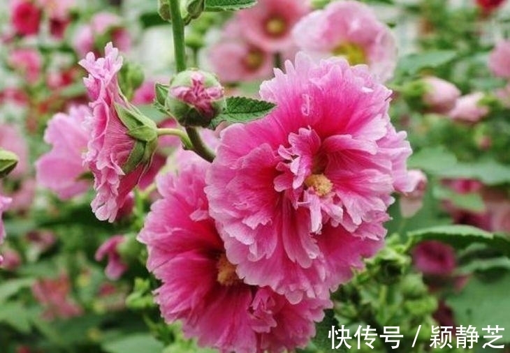 种花人|养花试试这几款,花开繁盛,浇水就疯长,给点阳花就灿烂