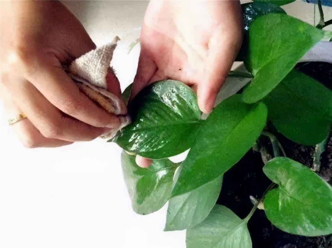 浇花|用磷酸二氢钾水浇花时该注意哪些“忌讳”，适用于什么花草