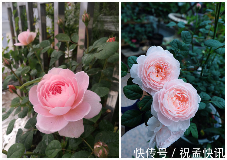 家里养着几款花,开花媲美玫瑰,四季花开,养在阳台生机勃勃