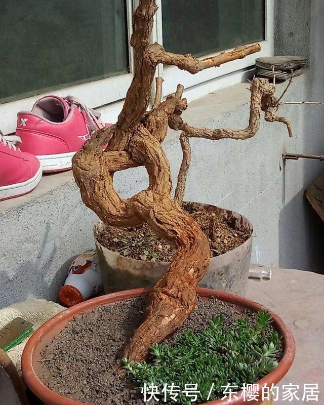 生根|盆景老桩上盆后不发新芽、不生长之我见