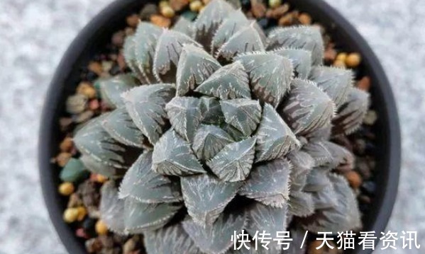 光照|这样给多肉晒太阳,难怪你养一盆死一盆,现在看还不晚!