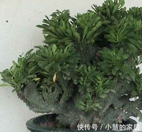 盆景|种“霸气花”，镇宅又大气，家里养一盆，护家守家保平安