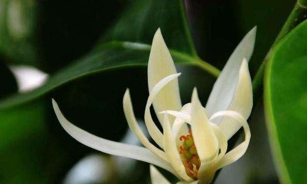 花开|汪曾祺的幸福生活和我门外的花儿坐一会儿