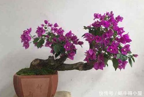 会影响开花|这花要勤修剪,不能养太老,越老开花越少,最后长成木疙瘩!