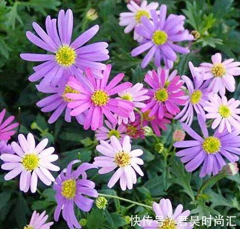 悬崖菊|这几款菊花,养在家中幽香四溢,美轮美奂,花型圆滚惹人爱,超美