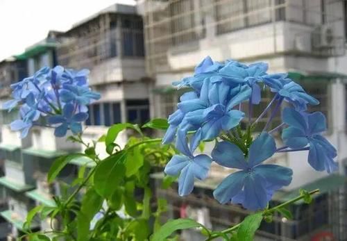 你家窗台还没变花园？只因缺了这6种花