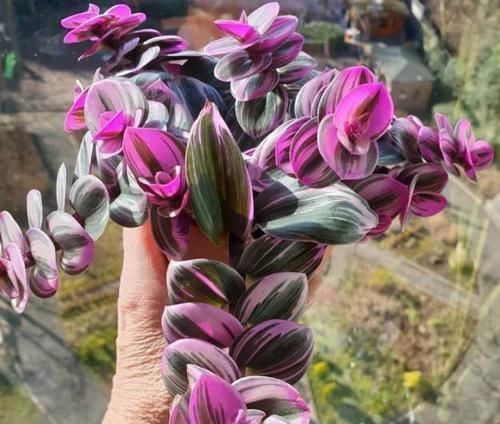 吊兰中的贵族“油画婚礼”,一叶多色,好养易活,自带浪漫气息