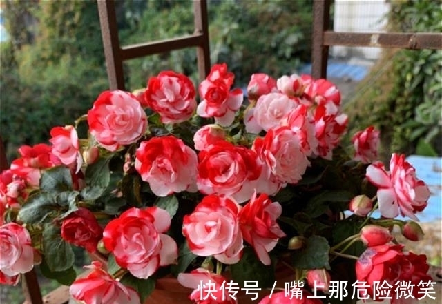 此种凤仙花,花开美胜月季,一年四季都有花看