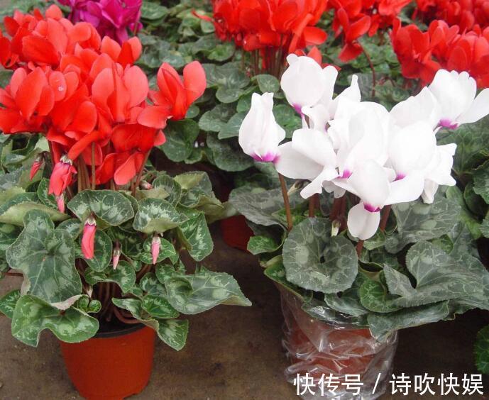 解决办法|仙客来只长叶子不开花教你“4法”,给它“剪个发”,盆盆爆满