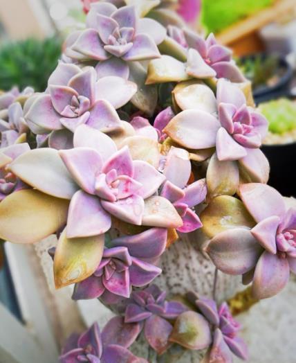 橙梦露|贵州大妈家不足一平方的窗台，摆了几十盆多肉，颜色美爆盆快