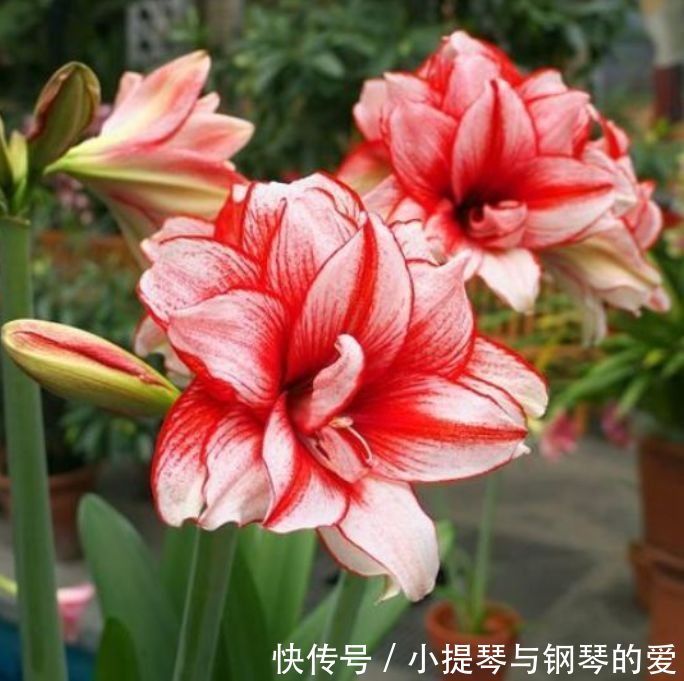 4种花，堪称“开花机器”，花期长开花勤，养家里四季有花赏