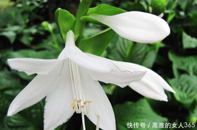 50种植物花语,不要再傻傻送错花了