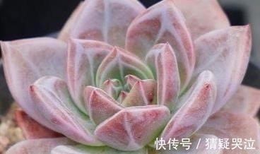 喜欢养多肉得选漂亮好养的,这12款东云系,唯美霸气度夏容易