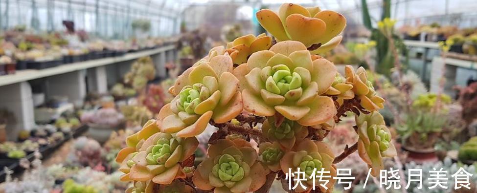 盘点5款“香香多肉”,好养好看颜值高,摆在阳台香气飘飘