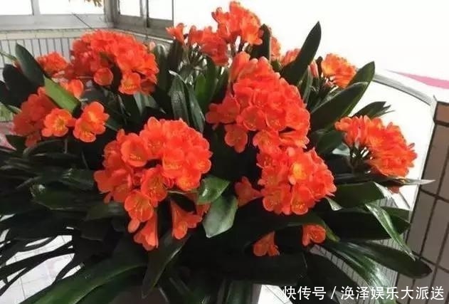 叶片|养君子兰,换盆分株就“抓紧”,再晚只能等到“下一季”