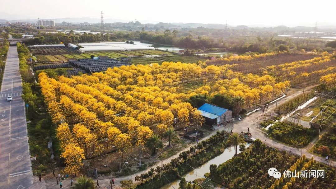 美爆了，佛山黄金风铃木绚烂绽放！花期短，多图带你赏→