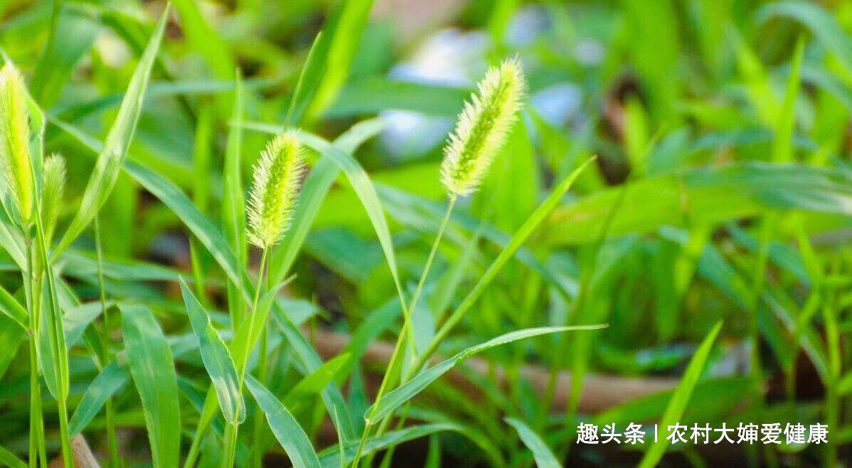 子宫肌瘤|农村人把此物当“救命草”,用它泡水喝,妇科炎好了,防月经不调