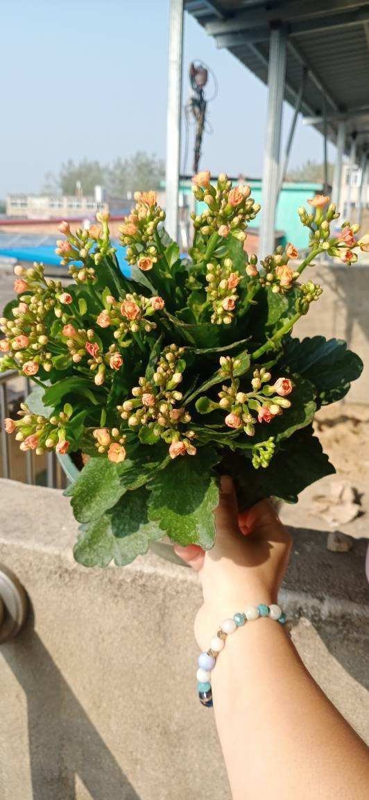 3种花枯萎了也别扔,砍一刀还能活,长出不少新芽