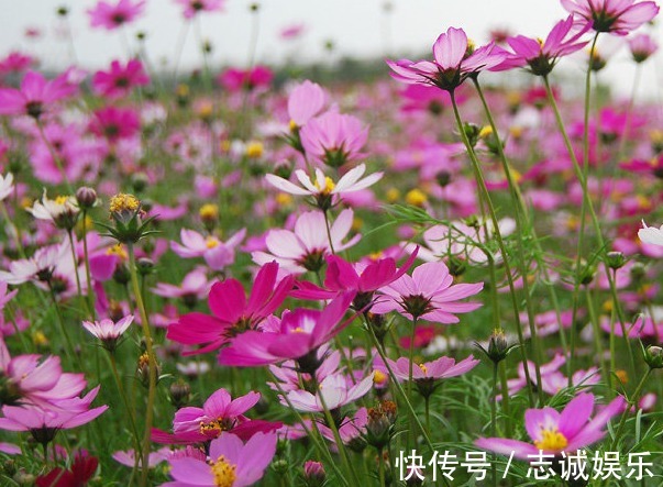 好养又容易开花的花卉,丢阳台随便一养美如画,开成花海蹭蹭冒