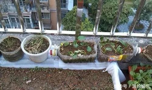 邻居竟在楼顶搭建一个菜园，真让人哭笑不得，这菜能吃吗