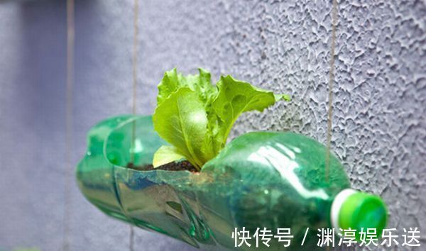 矿泉水瓶有“大作用”，10个“用法”最经典，可以种豆芽、养花