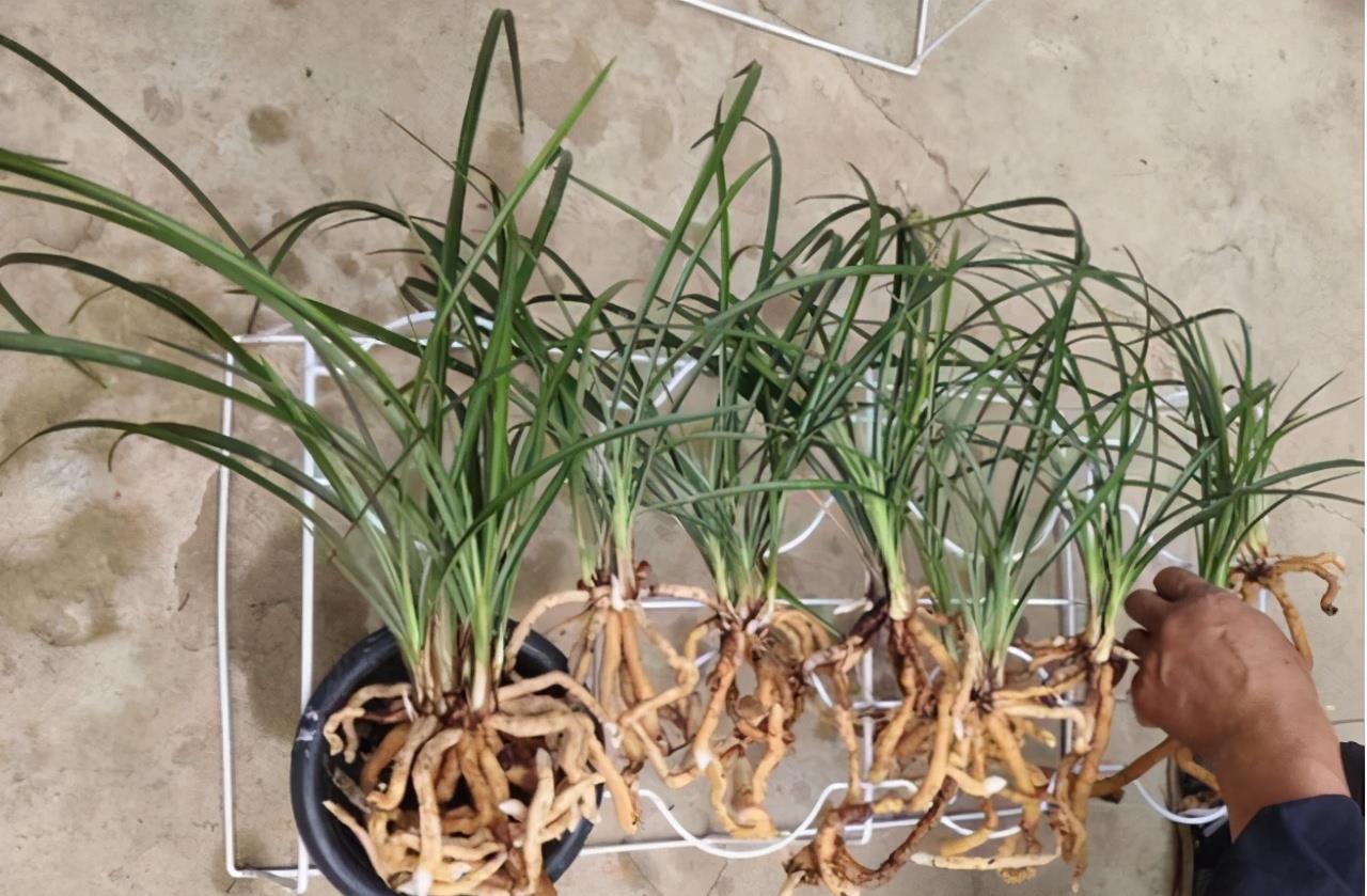 爷爷养兰花，6年时间养出千多苗，问及原因，他说做好2点就好