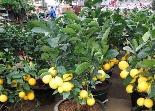 空地别闲着了！这几种树再穷也要栽一棵，果子比蜜甜，好养活