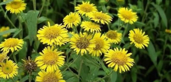 农村“憋屈”的野草,明明药用价值很高,却常被误认为是菊花