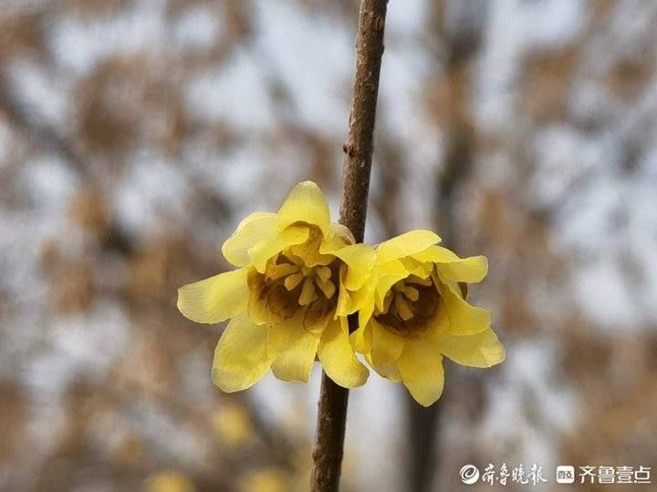 腊梅花|济南千佛山的腊梅花开了