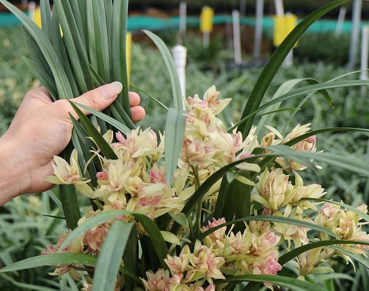  花苞|此兰花型奇特，花苞很多，花香浓郁，被誉为建兰三奇之首