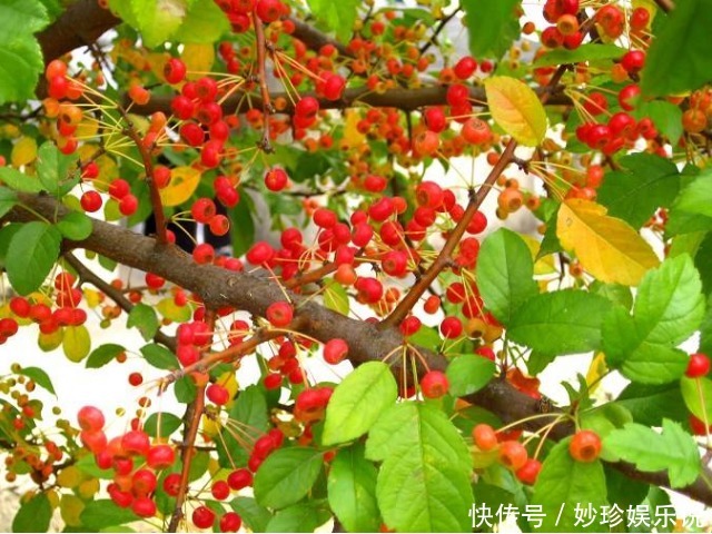 一种长得像樱桃的果实，是农村用来专治拉肚子的土方子，一用就好