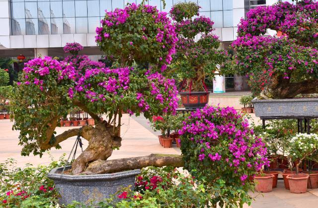 小窍门|三角梅花期不开花怎么办3个小窍门,助力全年花开爆满盆