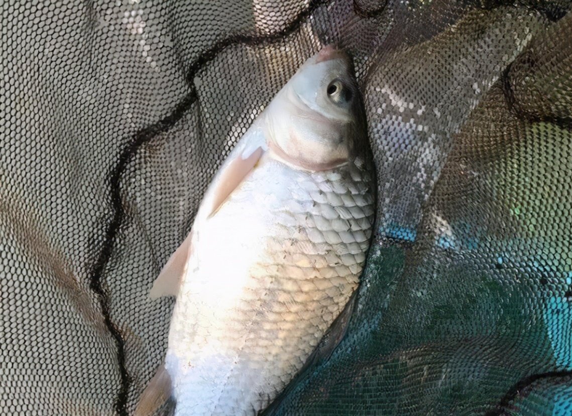 最靠谱的冬季打窝技巧，以及实用窝料自制方法，屡试不爽