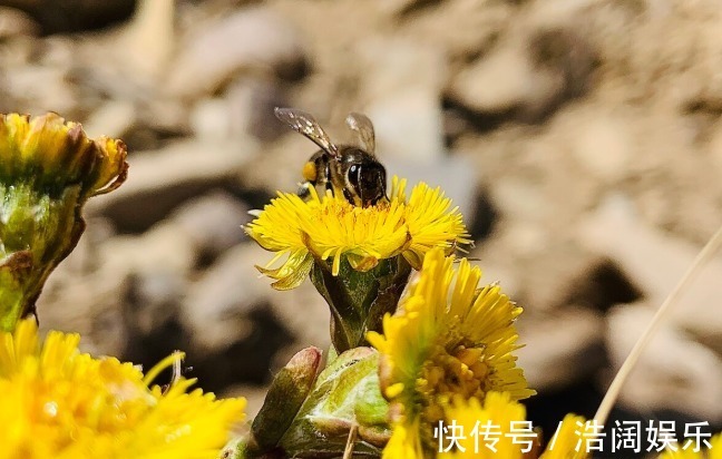 紫菀|有一味中药是咳痰良药，润肺降逆，咳嗽新久、寒热、虚实均可用