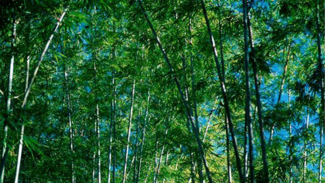 长安@王维的境界无人能及,晚年写下的这首五绝,一字一句超凡脱俗!