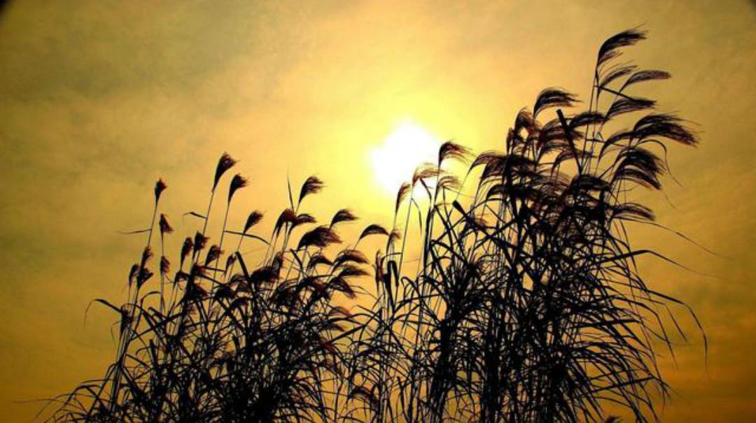 李白的诗经常被后人修改,只有这一首诗改得妙,一字之差意境全出